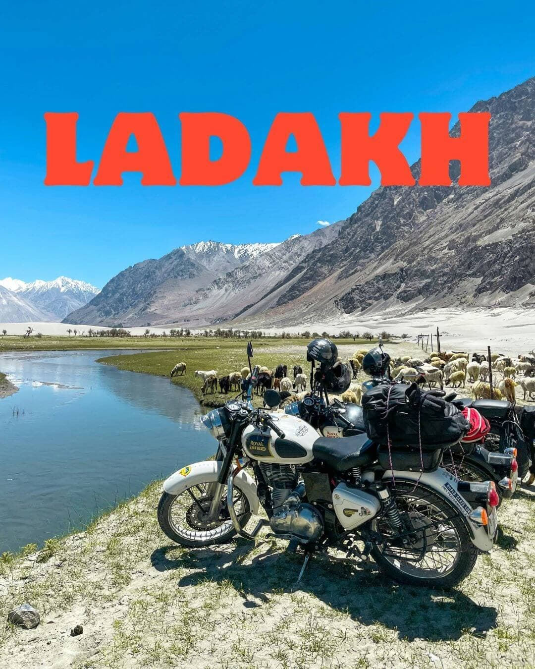 Royal Enfield motorcycles parked by a river in Nubra Valley, Ladakh, with grazing sheep