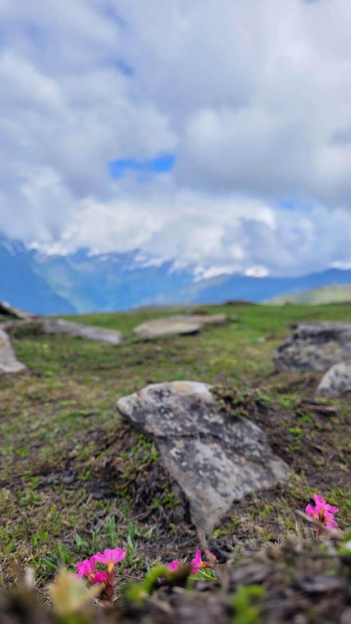 Alpine Meadows Trail