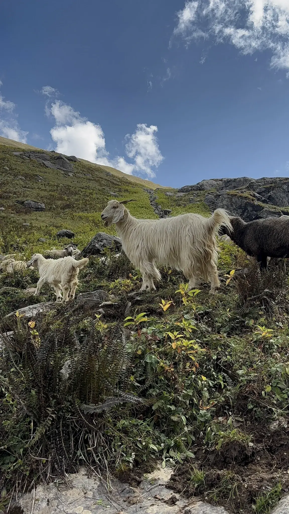 Himalayan Trek Trail