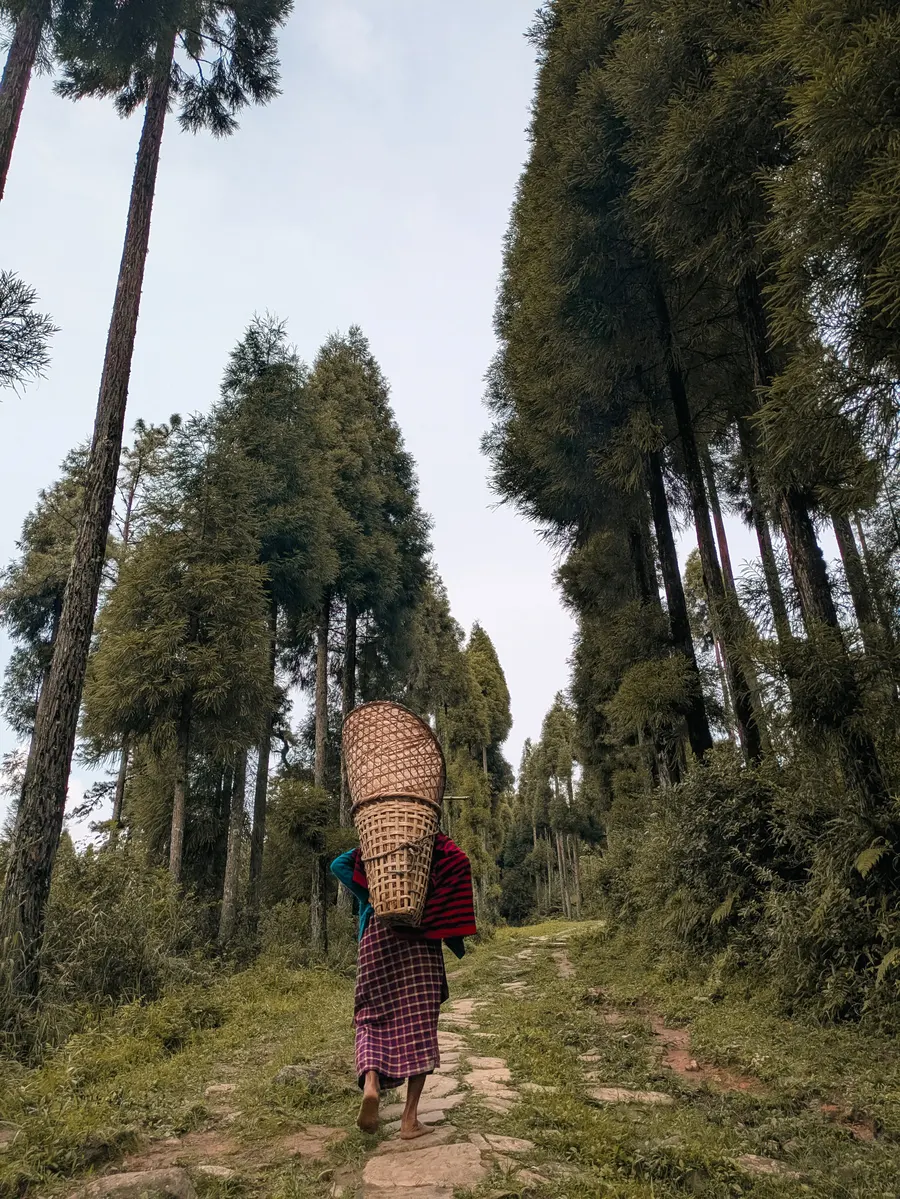 A local villager carrying a traditional basket along a pine forest trail near Shillong