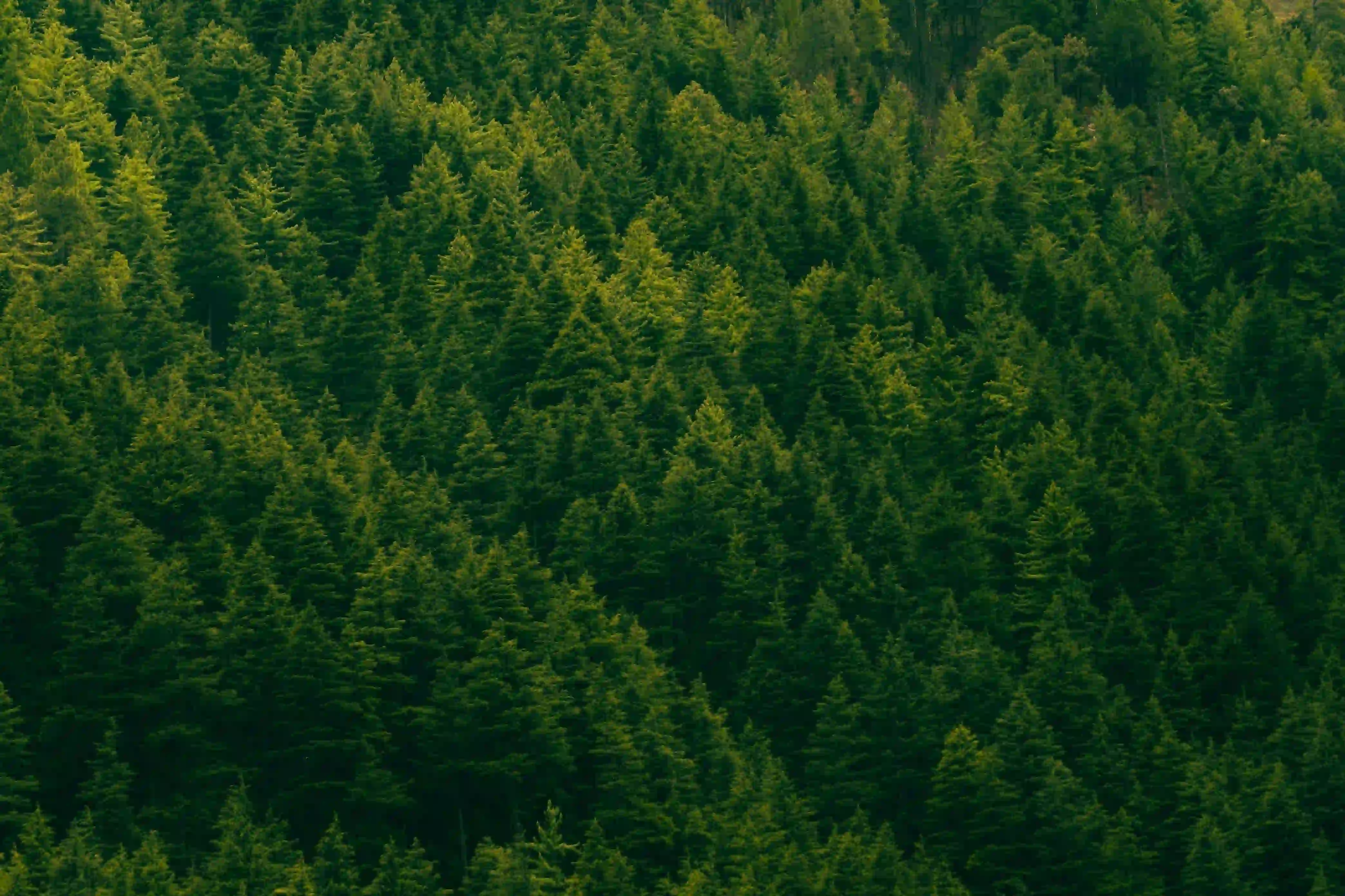 Scenic valley view from the Kheerganga campsite