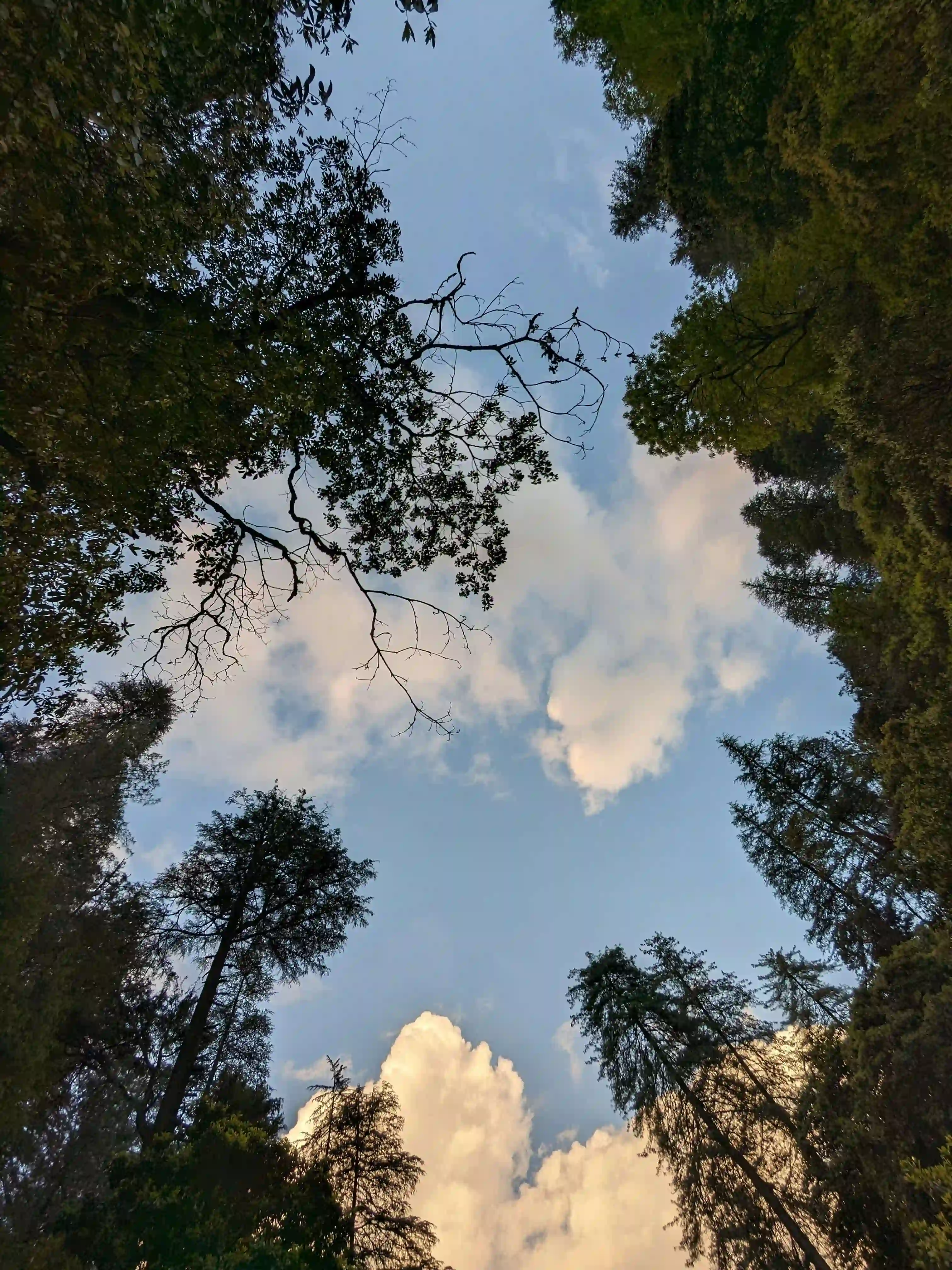 Hiker crossing a forest trail in Tirthan Valley